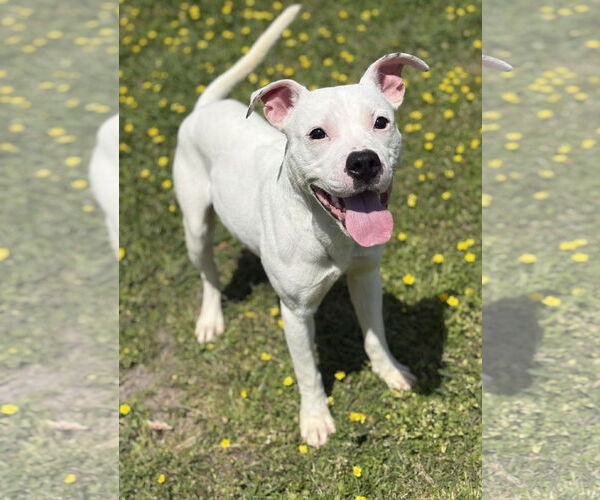 Medium Photo #4 American Pit Bull Terrier-Unknown Mix Puppy For Sale in Virginia Beach, VA, USA
