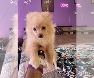 Pomeranian Puppy for Sale in BETHEL, Ohio USA