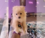 Small Photo #1 Pomeranian Puppy For Sale in BETHEL, OH, USA