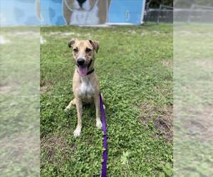 Mutt Dogs for adoption in Vero Beach, FL, USA