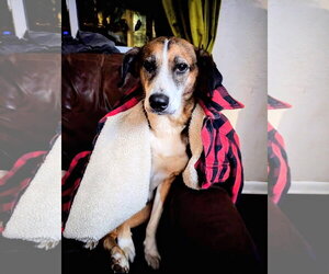 Beagle-Unknown Mix Dogs for adoption in Germantown, OH, USA