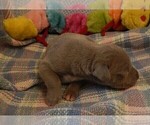Small Photo #125 Great Dane Puppy For Sale in SPRAGGS, PA, USA