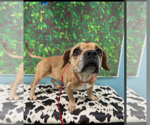 Medium Photo #2 Puggle Puppy For Sale in Brewster, NY, USA