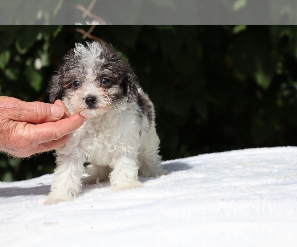 Medium Photo #15 Goldendoodle (Miniature) Puppy For Sale in DYERSBURG, TN, USA