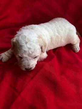 Medium Photo #4 Pyredoodle Puppy For Sale in LIBERTY, MS, USA
