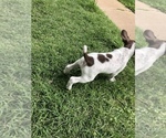Small Photo #14 German Shorthaired Pointer Puppy For Sale in AMARILLO, TX, USA