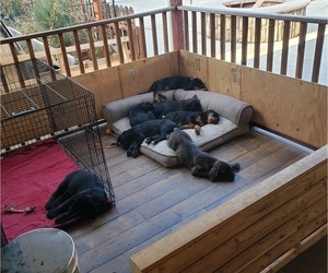 Cane Corso-Rottweiler Mix Litter for sale in SIMI VALLEY, CA, USA