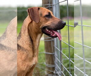 Mutt Dogs for adoption in West Palm Beach, FL, USA