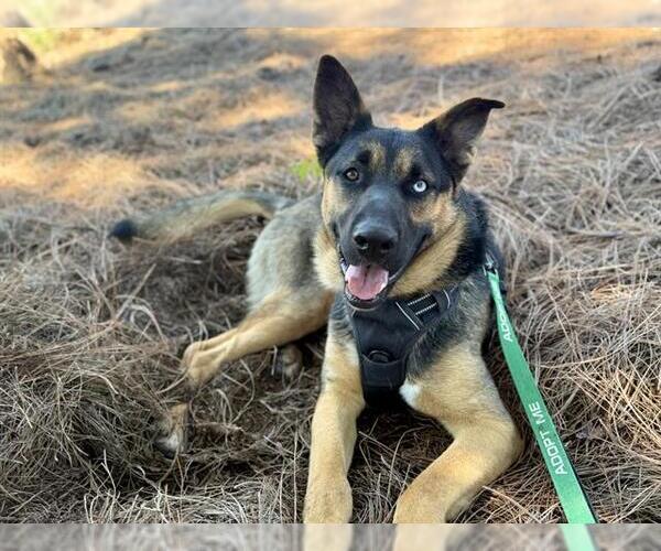 Medium Photo #5 German Shepherd Dog-Unknown Mix Puppy For Sale in Pasadena, CA, USA