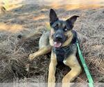 Small #4 German Shepherd Dog Mix