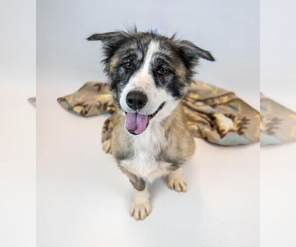 Medium Photo #6 Basset Hound-Collie Mix Puppy For Sale in Kennesaw, GA, USA