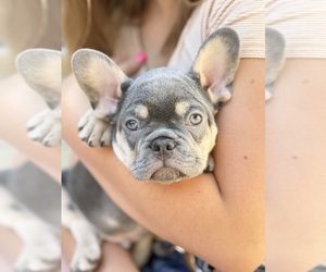 French Bulldog Puppy for sale in FORT BELVOIR, VA, USA