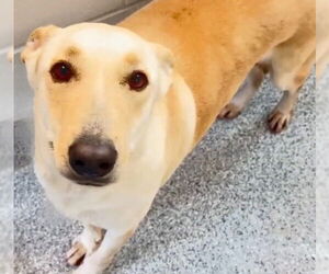 COCO - Female Labsky Dog for Adoption - Photo #2