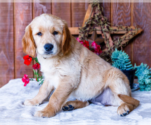 Medium Golden Retriever