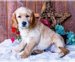 Puppy Jasmine Golden Retriever