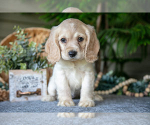 Medium Cocker Spaniel