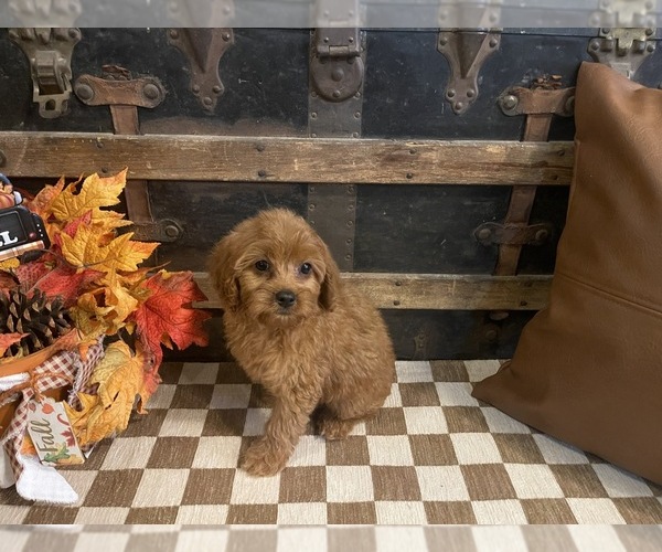 Medium Photo #5 Cavapoo (Miniature) Puppy For Sale in FULTON, KS, USA