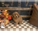 Small #4 Cavapoo (Miniature)