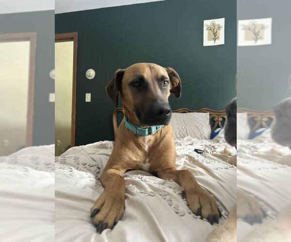 Medium Photo #2 Mutt Puppy For Sale in Woodbury, NY, USA