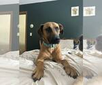 Small #1 Mutt