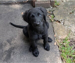 Labrador Retriever-Unknown Mix Dogs for adoption in Lakewood, CO, USA