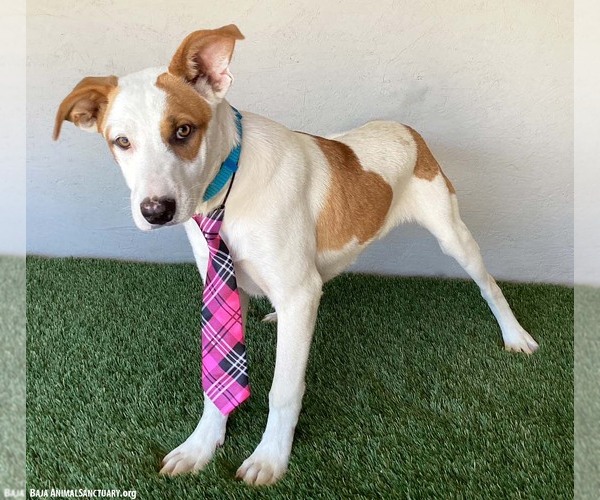 Medium Photo #7 Jack Russell Terrier-Unknown Mix Puppy For Sale in San Diego, CA, USA