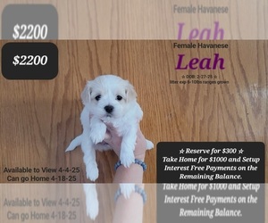 Havanese Puppy for sale in TUCSON, AZ, USA