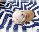 Small Photo #7 Boston Terrier Puppy For Sale in LUFKIN, TX, USA