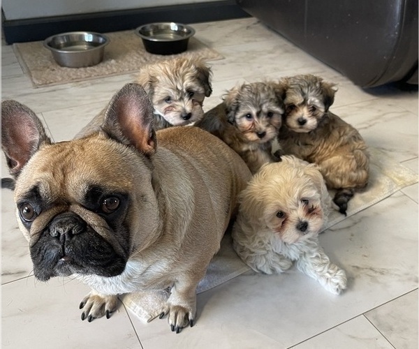 Medium Photo #7 Maltipoo (Miniature) Puppy For Sale in PALMDALE, CA, USA