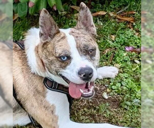 Medium Photo #37 Catahoula Leopard Dog-Unknown Mix Puppy For Sale in Canton, CT, USA