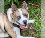 Small #36 Catahoula Leopard Dog Mix