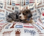 Small #7 Aussiedoodle Miniature 