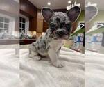 Puppy Mr Blue French Bulldog