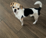 Small Photo #1 Chiranian Puppy For Sale in HUBERT, NC, USA