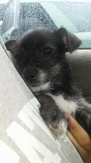 Snorkie Dogs for adoption in CHICKAMAUGA, GA, USA