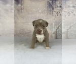 Small Photo #1 American Bully Puppy For Sale in ORANGEBURG, SC, USA