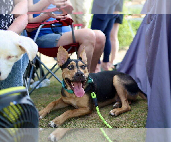 Medium Photo #9 American Staffordshire Terrier-German Shepherd Dog Mix Puppy For Sale in Raleigh, NC, USA