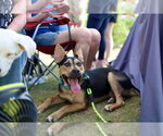 Small #8 American Staffordshire Terrier-German Shepherd Dog Mix