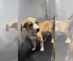 American Staffordshire Terrier-Unknown Mix Dogs for adoption in San Antonio, TX, USA