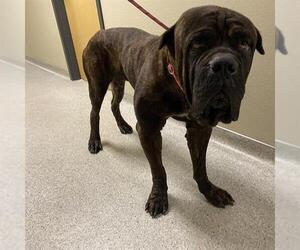 Mutt Dogs for adoption in Modesto, CA, USA