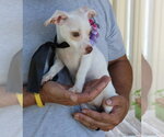 Small #2 Chihuahua