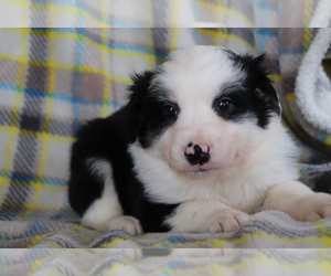 Australian Shepherd Puppy for sale in SHILOH, OH, USA