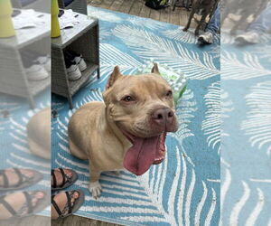 American Pit Bull Terrier-Bulldog Mix Dogs for adoption in Wyoming, MI, USA
