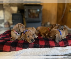 Rhodesian Ridgeback Puppy for Sale in BOISE, Idaho USA