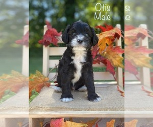 Bernedoodle (Miniature) (+ Poodle Miniature) Puppy for sale in WOODBURY, TN, USA