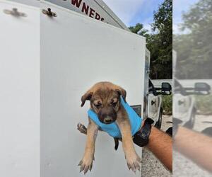 American Staffordshire Terrier-Unknown Mix Dogs for adoption in San Antonio, TX, USA