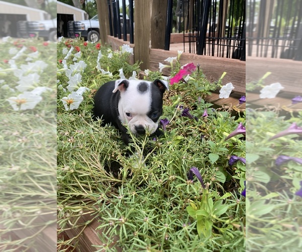Medium Photo #9 Boston Terrier Puppy For Sale in FREDONIA, KS, USA