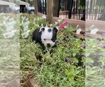 Small #8 Boston Terrier