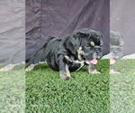 Image preview for Ad Listing. Nickname: BUBBLES
