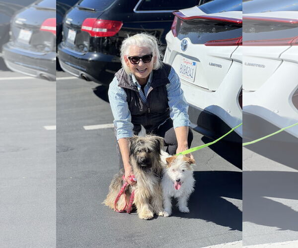 Medium Photo #8 Mutt Puppy For Sale in Dana Point, CA, USA